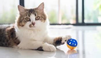 Які іграшки коти люблять найбільше
