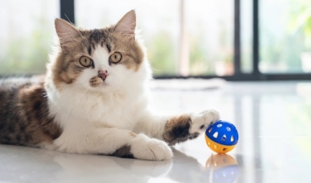 Які іграшки коти люблять найбільше