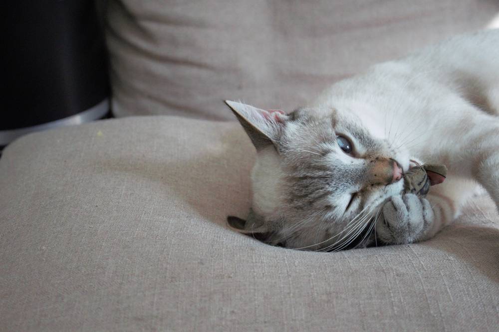 кулька для кота